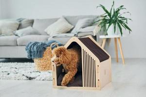 süßer kleiner Pudelwelpe mit Haustierstand drinnen im modernen Wohnraum. Tierheim foto
