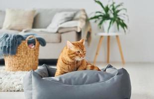 süße katze ist tagsüber drinnen im modernen wohnzimmer foto