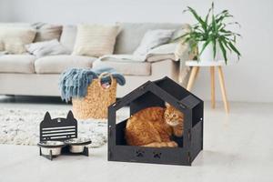 Die süße Katze befindet sich in einer Haustierkabine, die sich im modernen Wohnraum befindet foto