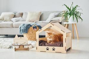 Die süße Katze befindet sich in einer Haustierkabine, die sich im modernen Wohnraum befindet foto