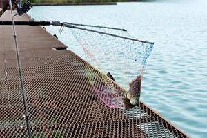 Ein Fischer fängt auf einer Forellenfarm mit einer Spinnrute Fische und nimmt sie mit einem Netz auf. foto