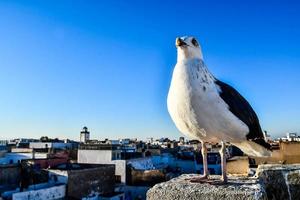 Möwe in Marokko foto