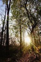 Bäume im Wald foto