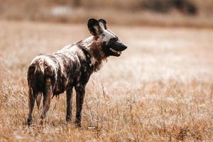 Afrikanischer Wildhund, Südafrika foto