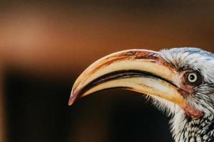 Nashornvogel-Porträt, Südafrika foto