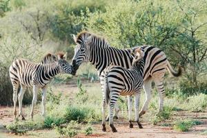 südafrikanisches zebra foto