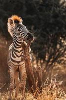 Afrikanisches Zebra, Südafrika foto
