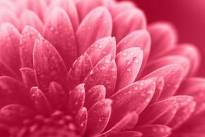 viva Magenta Gerbera Blütenblätter mit Wassertropfen, Makro auf Blume, schöner abstrakter Hintergrund foto