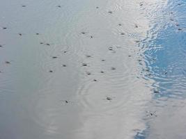 gerris lacustris, allgemein bekannt als gemeiner Teichläufer oder gemeiner Wasserläufer foto