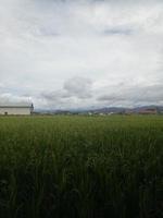 Blick auf Reisfelder im Stadtgebiet foto