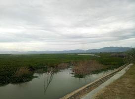 blick über den wasserhyazinthensee limboto. blick über den wasserhyazinthensee limboto. Detailansicht See mit gemeinen Wasserhyazinthen, Wasserpflanzen, am Ufer. foto