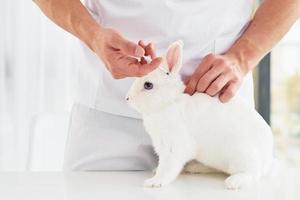 junger tierarzt ist drinnen mit kleinem kaninchen. Konzeption des Gesundheitswesens foto