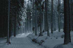 Loipen zum Langlaufen im verschneiten Wald foto