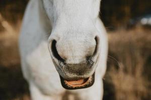 Detail der Nasenlöcher des weißen Pferdes mit geöffnetem Mund, das wie ein lachendes Pferd aussieht foto