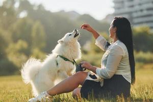 ein paar Tricks machen. frau mit ihrem hund hat spaß auf dem feld bei sonnigem tag foto