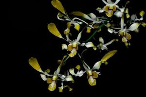 gelbe Orchideenblüten foto