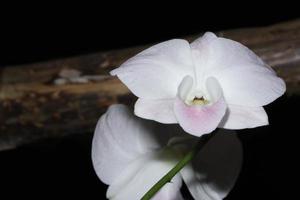 weiße Orchideenblüten foto