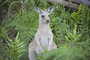 Säuglingskänguru, der Gras isst foto