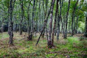 Herbstwald mit Lichtshow foto