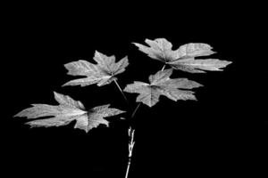 Schwarz-Weiß-Blätter isoliert auf Schwarz mit hohem Detailgrad foto