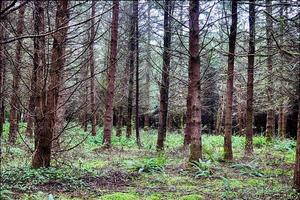 Herbstwald mit Lichtshow foto