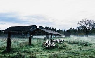 Verlassene Eierfarm an einem kalten, nebligen Morgen foto