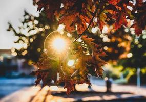 fallen Herbstblätter auf einem Ast mit Sonnenlicht foto