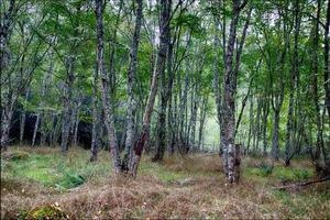 Herbstwald mit Lichtshow foto