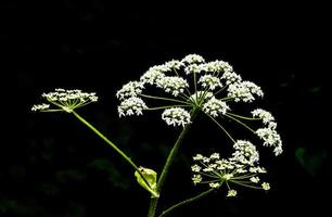 winzige weiße blumensträuße auf schwarz und weiß foto