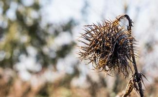 tote verfallende Kugeldistel, die allein steht foto