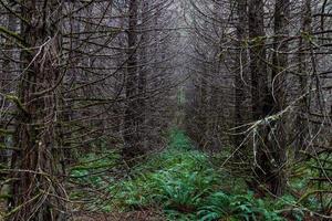 Herbstwald mit Licht 3 foto