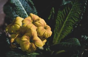 gelbe Blüten mit gedämpften Tönen beschnitten foto