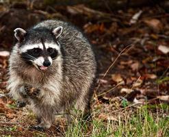 Waschbär, der im Gras steht foto