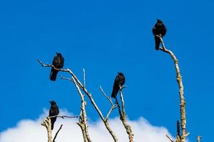 Mord an Krähen, die sich auf toten Ästen versammeln foto