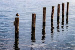 Möwe auf einem Pfosten in einem Hafen foto