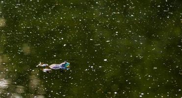 Amerikanischer Ochsenfrosch, der in einem trüben grünen Teich schwimmt foto