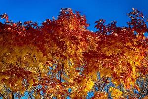 helle, lebendige, farbenfrohe Herbstblätter foto