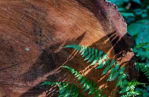 Querschnitt eines alten, beunruhigten Baumrings foto