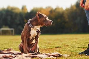 Frau in Freizeitkleidung ist mit Pitbull im Freien foto