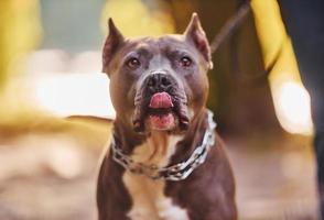 Pitbull macht einen Spaziergang im Freien. Herbstsaison foto