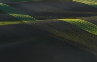 ländliche Szene. grüne landwirtschaftliche felder mährens tagsüber. schönes Wetter foto