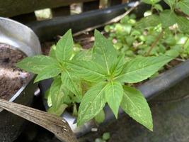 impatiens balsamina l. ist eine Pflanze, die aus Süd- und Südostasien stammt, aber im 19. Jahrhundert nach Amerika eingeführt wurde. Diese Pflanze ist eine ein- oder zweijährige Pflanze. foto