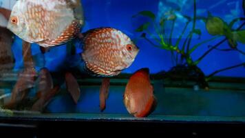 Diskusfische im Aquarium, tropische Fische. Symphysodon-Diskus aus dem Amazonas. blauer Diamant, Schlangenhaut, rotes Türkis und mehr foto