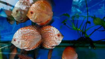 Diskusfische im Aquarium, tropische Fische. Symphysodon-Diskus aus dem Amazonas. blauer Diamant, Schlangenhaut, rotes Türkis und mehr foto