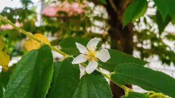 weiße schöne blume des kersenbaums oder muntingia calabura blume. foto