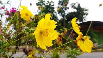 natürlicher hintergrund des kosmos sulphureus, gelbe kosmosblumen, die im garten blühen foto