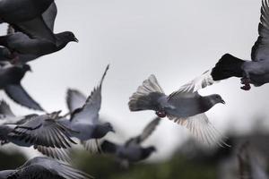 Bewegung der Brieftaube, die vom Boden zum Fliegen abhebt foto