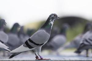 voller Körper der Brieftaube, die zu Hause in der Dachbodenfalle steht foto