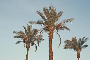 tropische Palmen gegen blauen Himmel, getöntes Foto. konzept der sommerferien foto
