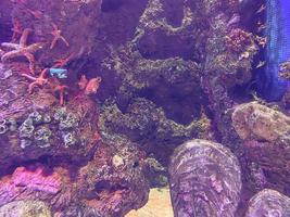Beobachtung des Lebens von Fischen im Aquarium. unter Wasser ein Steinhaufen, auf dem sich Seesterne, kleine Fische, Pflanzen und Moos niedergelassen haben foto
